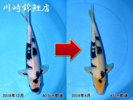 白写り