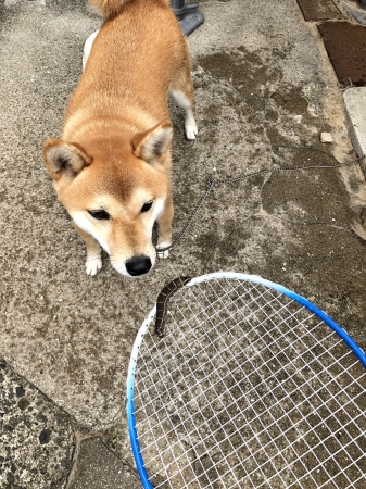 芋虫