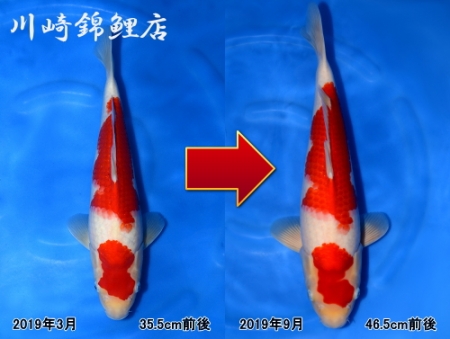 紅白