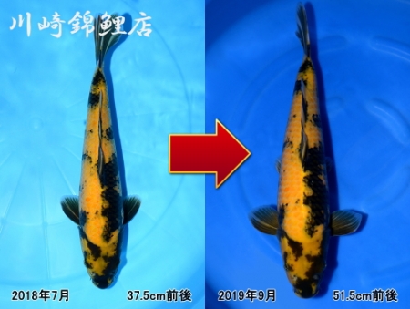 黄写り