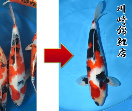 昭和三色
