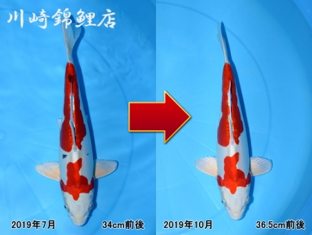 錦鯉　菊水 菊水になった？ | 錦鯉販売・川崎錦鯉店のオフィシャルブログ