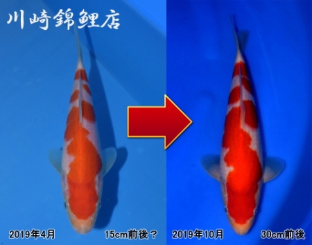 変化のある段模様 | 錦鯉販売・浅田錦鯉（旧川崎錦鯉店）の