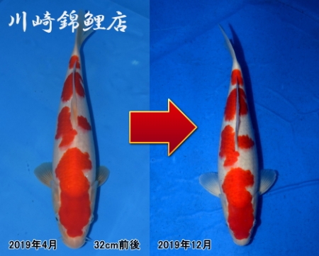 紅白