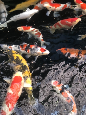 餌やり