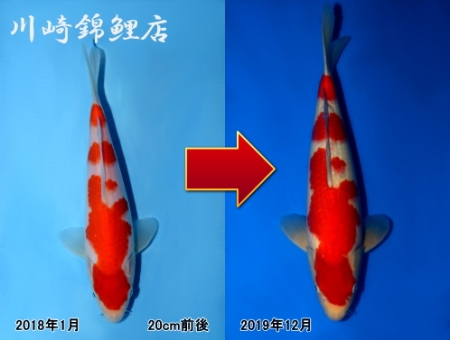 紅白