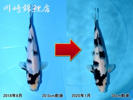白写り