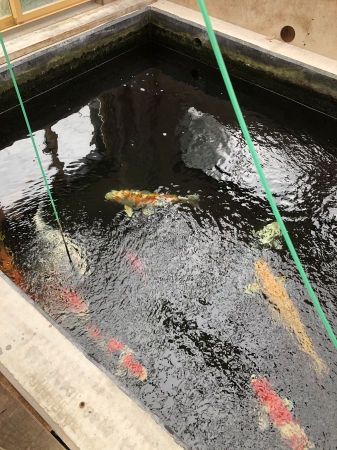 お客様の池