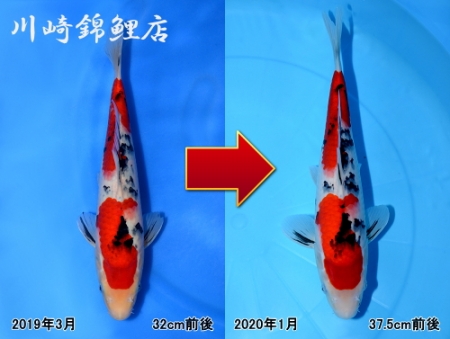 大正三色