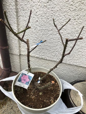 バラ