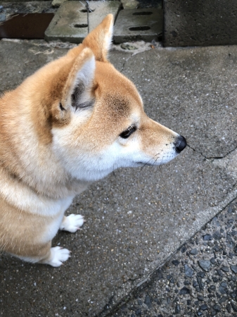 きな子