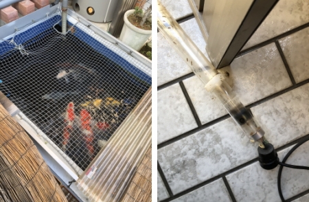 お客様の池
