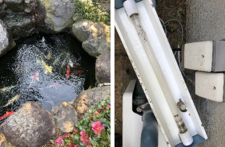お客様の池と殺菌灯