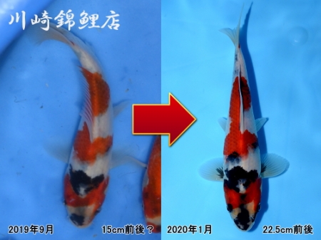 昭和三色