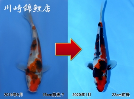 昭和三色