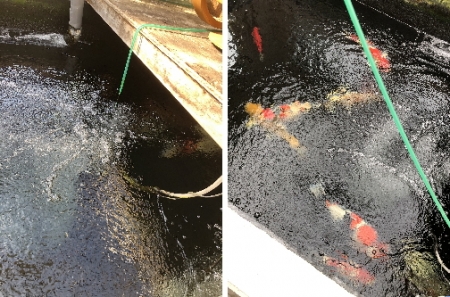 お客様の池