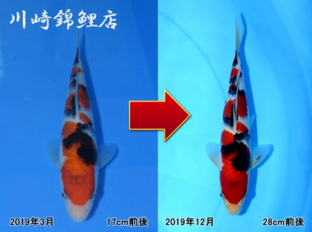 大正三色
