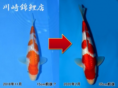 銀鱗紅白