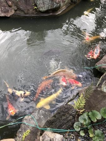 お客様の池