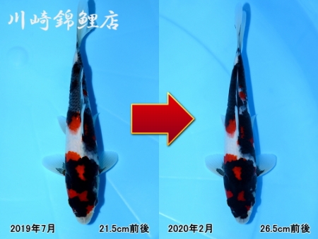 昭和三色