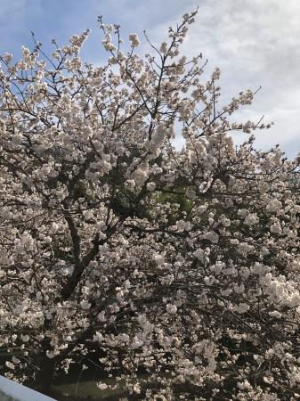 桜