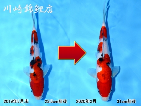 大正三色