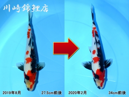 昭和三色