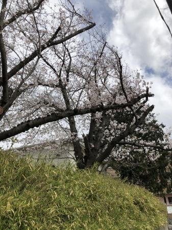 桜