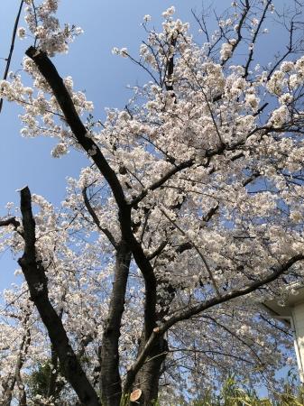 桜満開
