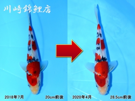 大正三色
