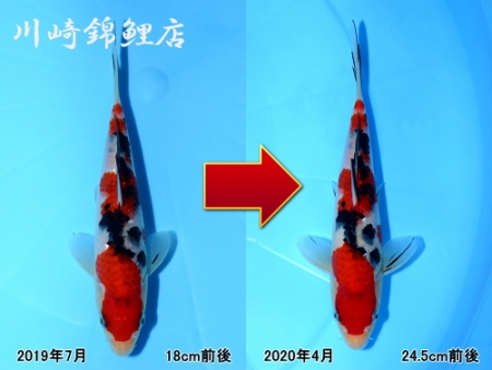 大正三色