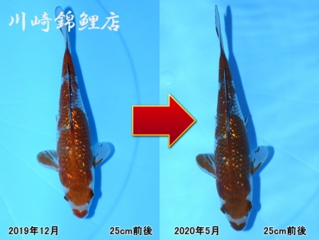 銀鱗落葉しぐれ