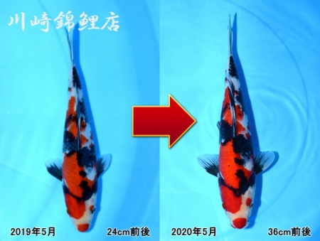 昭和三色