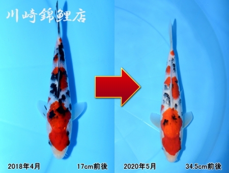 大正三色