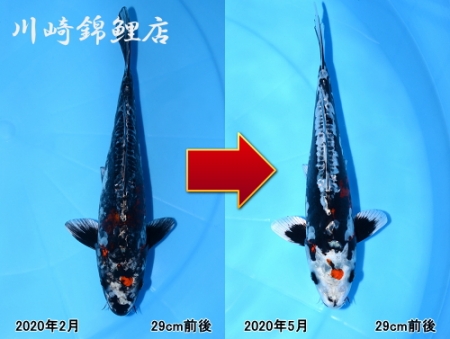 変り鯉