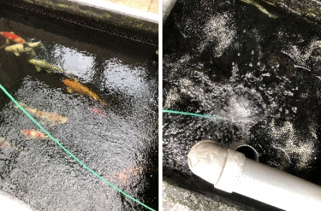 お客様の池