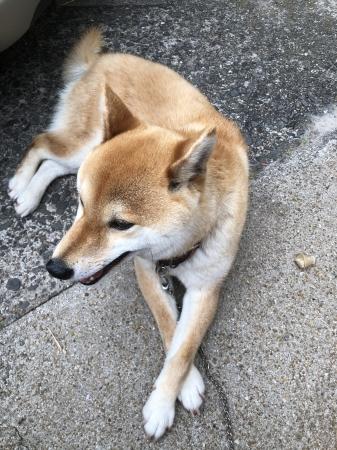 きな子