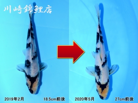 白写り