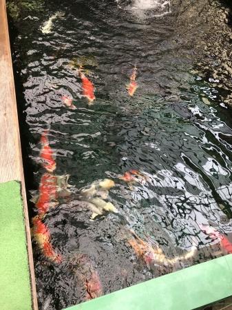 販売池
