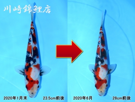 昭和三色