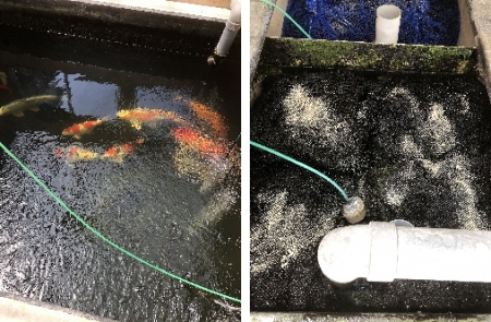 お客様の池