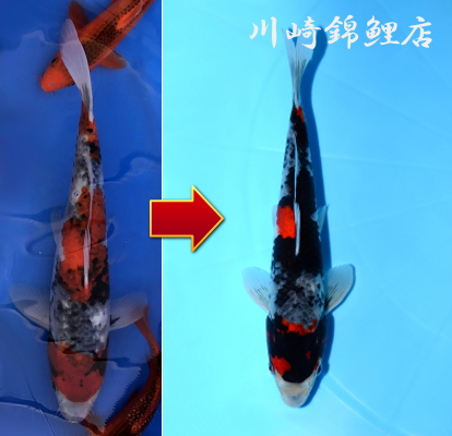 五色昭和