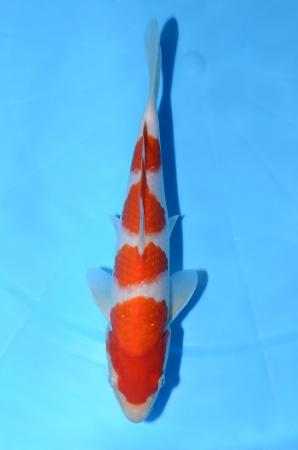紅白