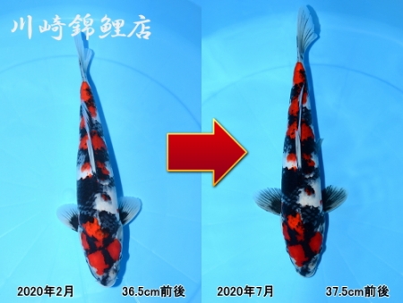 昭和三色