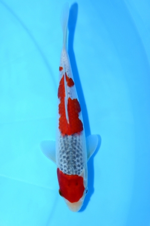 五色