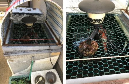 お客様の池