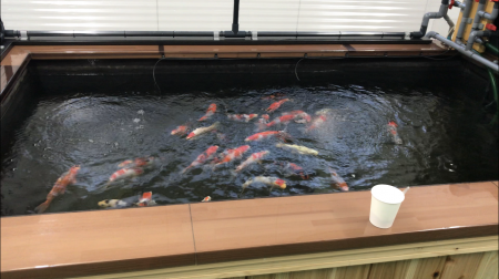 錦鯉販売・川崎錦鯉店のオフィシャルブログ 錦鯉販売・川崎錦鯉店のオフィシャルブログ