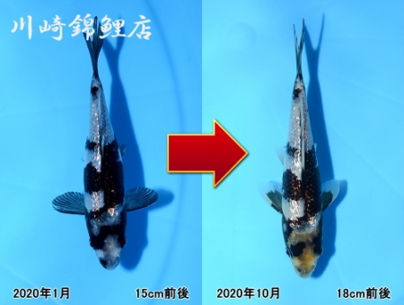 錦鯉/銀鱗白写り