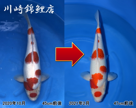 錦鯉　藍衣 藍衣 | 錦鯉販売・川崎錦鯉店のオフィシャルブログ