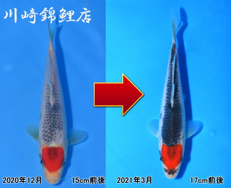 丹頂五色 | 錦鯉販売・浅田錦鯉（旧川崎錦鯉店）のオフィシャルブログ